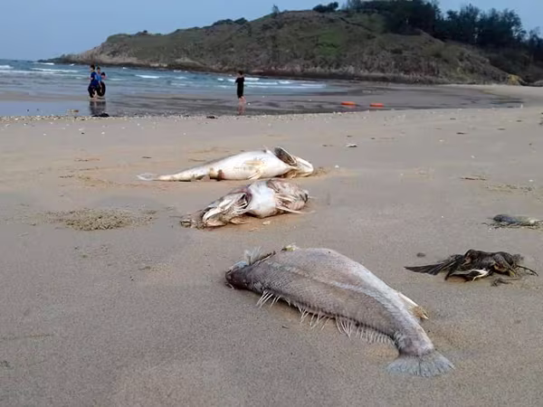 Sáng nay, công bố hiện trạng môi trường biển miền Trung ảnh 1