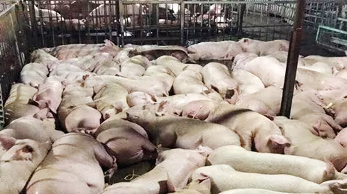 Lập đường dây nóng nhận tố giác hành vi tiêm thuốc an thần vào lợn ảnh 1 Lập đường dây nóng nhận tố giác hành vi tiêm thuốc an thần vào lợn ảnh 1