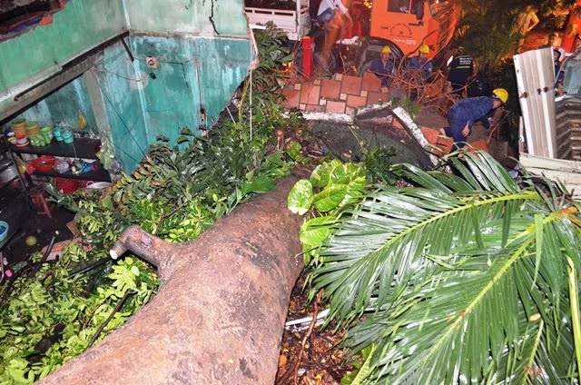 Cây cổ thụ bật gốc đè liền 4 nhà dân, hơn chục người may mắn thoát chết ảnh 2 Cây cổ thụ bật gốc đè liền 4 nhà dân, hơn chục người may mắn thoát chết ảnh 2