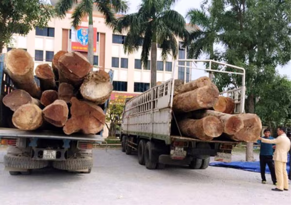 Chặn 2 xe tải chở hàng chục tấn gỗ Táu không rõ nguồn gốc ảnh 1