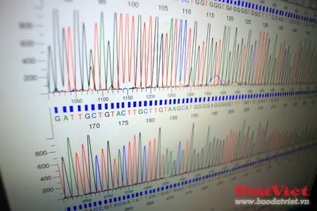 Phòng giám đinh nhận dạng ADN của Viện Pháp y Quân đội được chuyển giao kỹ thuật từ phòng giám đinh nhận dạng ADN của quân đội Mỹ (Armed Force DNA Identification Laboratory - AFDIL), và trước đó là của Viện Công nghệ Sinh học - thuộc Viện Khoa học Việt Nam. Nơi đây trang bị hàng chục loại máy móc hiện đại khác nhau như máy nhân gien, máy li tâm, máy điện di, máy giải trình tự AND… Có hai phương pháp phân tích ADN thường được sử dụng, đó là phân tích ADN nhân và phân tích ADN ty thể, trong đó phương pháp thứ hai đang được lựa chọn sử dụng trong giám định hài cốt liệt sĩ ở Viện Pháp y Quân đội. Việc thực hiện giám định được thực hiện trên cơ sở lấy mẫu ADN từ hài cốt liệt sĩ để đối chiếu với mẫu thân nhân - được lấy của những người có quan hệ theo dòng mẹ với liệt sĩ. Quá trình tách chiết mẫu sinh phẩm từ hài cốt là khâu quan trọng, quyết định sự thành công hay thất bại của quá trình phân tích ADN. Mẫu sinh phẩm sau khi tách chiết được chứa trong những lọ nhỏ xếp trong khay. Sau khi tách chiết, mẫu được đưa vào máy giải trình tự ADN – được coi là “linh hồn” của Labo, được kết nối với máy tính. Chiếc máy này có thể xử lý cùng lúc nhiều mẫu sinh phẩm. Kết quả của quá trình giải trình tự ADN sẽ hiển thị trên máy tính, từ đó các chuyên gia sẽ đối chiếu để xác định hài cốt có đúng là liệt sĩ của gia đình yêu cầu thực hiện giám định hay không. So với phương pháp phân tích ADN nhân, phân tích ADN ty thể là phương pháp đạt tỉ lệ chính xác cao hơn, nhưng cũng rất phức tạp và tốn kém hơn nhiều. Chỉ tính riêng chi phí dành cho các loại hóa nhất nhập từ nước ngoài đã lên đến 10-15 triệu đồng cho mỗi ca giám định. Thời gian để hoàn thành mỗi ca giám định kéo dài 4 – 6 tuần. Theo ThS. Nguyễn Lê Cát, có rất nhiều trường hợp thân nhân liệt sĩ mang mẫu đến giám định tại Viện Pháp y Quân đội dựa vào phương pháp ngoại cảm - một phương pháp có lẽ được áp dụng duy nhất tại Việt Nam, không có bất cứ một nước nào trên thế giới áp dụng. Một số gia đình đã đem đến những mẩu xương tìm được bằng phương pháp ngoại cảm, được cho là của liệt sĩ, nhưng thực chất không phải xương người. Tỉ lệ chính xác của phương pháp xác định hài cốt liệt sĩ bằng ngoại cảm là rất thấp. Việc giám định gien là phương pháp đáng tin cậy nhất nhất giúp gia đình liệt sĩ xác định đúng danh tính người thân để đưa về nơi chôn rau cắt rốn. Đó là niềm hạnh phúc vô cùng to lớn đối với gia đình và họ hàng của liệt sĩ. Có thể ví von, mỗi ca giám định thành công là một sự “khai sinh lần thứ hai” đối với liệt sĩ. Chị Nguyễn Thị Hoa, một nhân viên giám định của Viện Pháp y Quân đội chia sẻ về công việc của mình: “Đây là một việc làm rất thiết thực với các gia đình liệt sĩ nói riêng, cũng như toàn thể xã hội nói chung. Tôi rất yêu quý và trân trọng công việc mà mình đang được giao phó”. Phòng giám đinh nhận dạng ADN của Viện Pháp y Quân đội được chuyển giao kỹ thuật từ phòng giám đinh nhận dạng ADN của quân đội Mỹ (Armed Force DNA Identification Laboratory - AFDIL), và trước đó là của Viện Công nghệ Sinh học - thuộc Viện Khoa học Việt Nam. Nơi đây trang bị hàng chục loại máy móc hiện đại khác nhau như máy nhân gien, máy li tâm, máy điện di, máy giải trình tự AND… Có hai phương pháp phân tích ADN thường được sử dụng, đó là phân tích ADN nhân và phân tích ADN ty thể, trong đó phương pháp thứ hai đang được lựa chọn sử dụng trong giám định hài cốt liệt sĩ ở Viện Pháp y Quân đội. Việc thực hiện giám định được thực hiện trên cơ sở lấy mẫu ADN từ hài cốt liệt sĩ để đối chiếu với mẫu thân nhân - được lấy của những người có quan hệ theo dòng mẹ với liệt sĩ. Quá trình tách chiết mẫu sinh phẩm từ hài cốt là khâu quan trọng, quyết định sự thành công hay thất bại của quá trình phân tích ADN. Mẫu sinh phẩm sau khi tách chiết được chứa trong những lọ nhỏ xếp trong khay. Sau khi tách chiết, mẫu được đưa vào máy giải trình tự ADN – được coi là “linh hồn” của Labo, được kết nối với máy tính. Chiếc máy này có thể xử lý cùng lúc nhiều mẫu sinh phẩm. Kết quả của quá trình giải trình tự ADN sẽ hiển thị trên máy tính, từ đó các chuyên gia sẽ đối chiếu để xác định hài cốt có đúng là liệt sĩ của gia đình yêu cầu thực hiện giám định hay không. So với phương pháp phân tích ADN nhân, phân tích ADN ty thể là phương pháp đạt tỉ lệ chính xác cao hơn, nhưng cũng rất phức tạp và tốn kém hơn nhiều. Chỉ tính riêng chi phí dành cho các loại hóa nhất nhập từ nước ngoài đã lên đến 10-15 triệu đồng cho mỗi ca giám định. Thời gian để hoàn thành mỗi ca giám định kéo dài 4 – 6 tuần. Theo ThS. Nguyễn Lê Cát, có rất nhiều trường hợp thân nhân liệt sĩ mang mẫu đến giám định tại Viện Pháp y Quân đội dựa vào phương pháp ngoại cảm - một phương pháp có lẽ được áp dụng duy nhất tại Việt Nam, không có bất cứ một nước nào trên thế giới áp dụng. Một số gia đình đã đem đến những mẩu xương tìm được bằng phương pháp ngoại cảm, được cho là của liệt sĩ, nhưng thực chất không phải xương người. Tỉ lệ chính xác của phương pháp xác định hài cốt liệt sĩ bằng ngoại cảm là rất thấp. Việc giám định gien là phương pháp đáng tin cậy nhất nhất giúp gia đình liệt sĩ xác định đúng danh tính người thân để đưa về nơi chôn rau cắt rốn. Đó là niềm hạnh phúc vô cùng to lớn đối với gia đình và họ hàng của liệt sĩ. Có thể ví von, mỗi ca giám định thành công là một sự “khai sinh lần thứ hai” đối với liệt sĩ. Chị Nguyễn Thị Hoa, một nhân viên giám định của Viện Pháp y Quân đội chia sẻ về công việc của mình: “Đây là một việc làm rất thiết thực với các gia đình liệt sĩ nói riêng, cũng như toàn thể xã hội nói chung. Tôi rất yêu quý và trân trọng công việc mà mình đang được giao phó”.