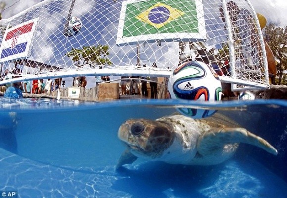 Rùa tiên tri “phán” Brazil thắng Croatia trong trận mở màn World Cup 2014 ảnh 1 Rùa tiên tri “phán” Brazil thắng Croatia trong trận mở màn World Cup 2014 ảnh 1