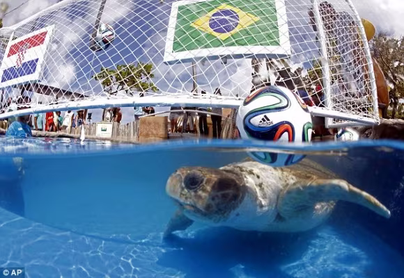 Rùa tiên tri “phán” Brazil thắng Croatia trong trận mở màn World Cup 2014 ảnh 1 Rùa tiên tri “phán” Brazil thắng Croatia trong trận mở màn World Cup 2014 ảnh 1