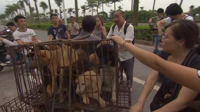 Lễ hội thịt chó gây tranh cãi ở Trung Quốc ảnh 1 Lễ hội thịt chó gây tranh cãi ở Trung Quốc ảnh 1