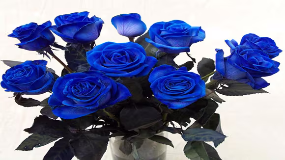 Gối trái tim, hoa hồng xanh- hàng "độc" ngày Valentine ảnh 3 Gối trái tim, hoa hồng xanh- hàng "độc" ngày Valentine ảnh 3