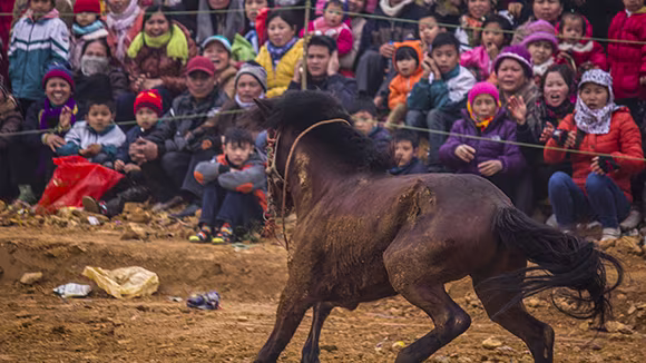 Mãn nhãn xem ngựa đua Bắc Hà sải vó tại Thủ đô ảnh 14