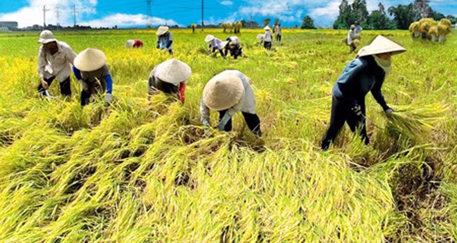 Việt Nam được thế giới coi là hình mẫu trong xóa đói, giảm nghèo Việt Nam được thế giới coi là hình mẫu trong xóa đói, giảm nghèo