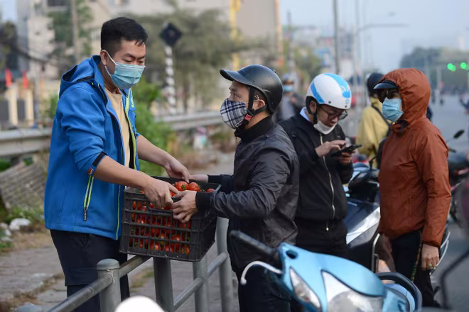 Số nông sản chủ yếu là cà chua và cà rốt, được thu mua từ những nông dân ở TP Chí Linh (Hải Dương) Số nông sản chủ yếu là cà chua và cà rốt, được thu mua từ những nông dân ở TP Chí Linh (Hải Dương)
