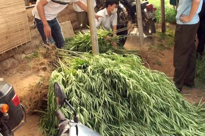 Công an Hà Nội triệt phá vụ trồng cần sa tại bãi giữa sông Hồng Công an Hà Nội triệt phá vụ trồng cần sa tại bãi giữa sông Hồng