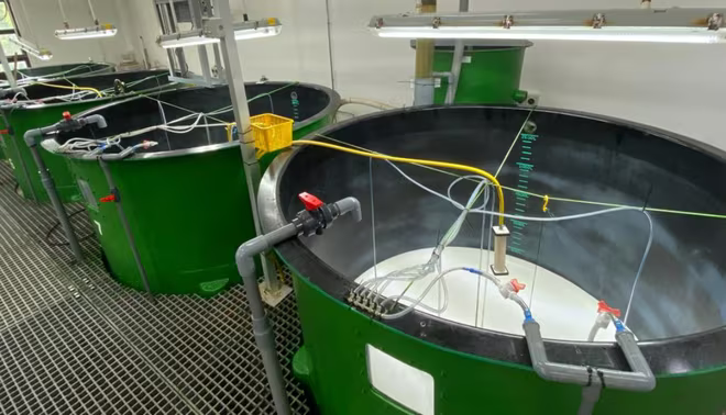 Trại sản xuất giống luân trùng tại Trung tâm Nuôi trồng thủy sản biển Singapore có hệ thống kiểm soát chất lượng chặt chẽ