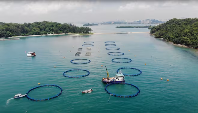 Các trang trại nuôi cá do Barramundi Group điều hành tại đảo St John nhận nguồn cung cấp thức ăn cho cá sống từ Trung tâm Nuôi trồng thủy sản biển Singapore