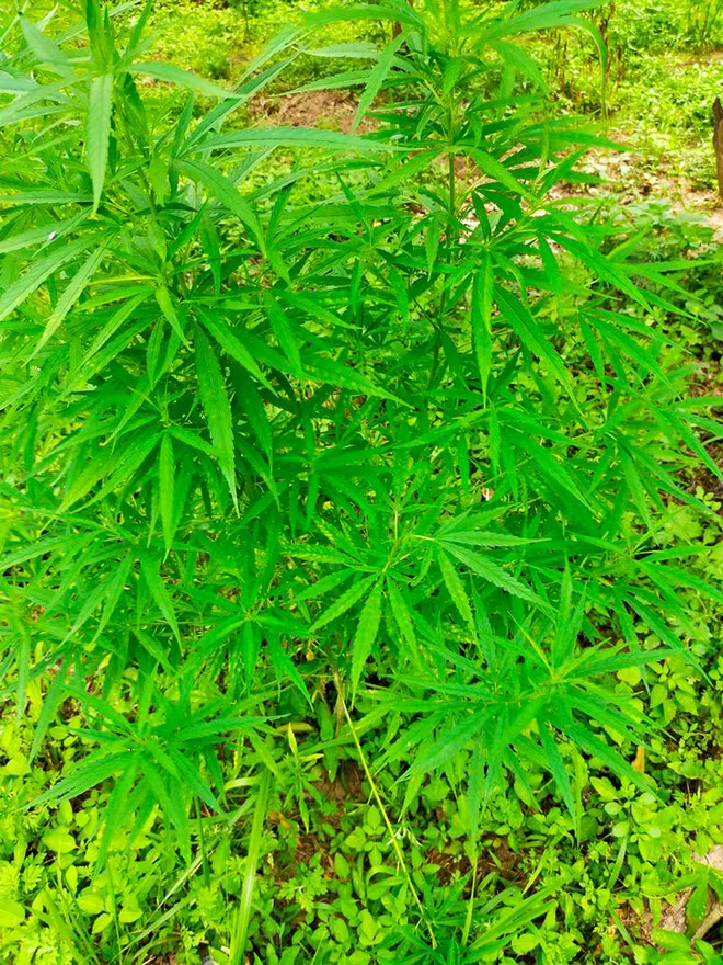 Cả trăm cây cần sa được người đàn ông nước ngoài trồng tại khu vực bãi giữa sông Hồng bị Công an phường Ngọc Thuỵ phối hợp với đội nghiệp vụ Công an quận Long Biên kiểm tra phát hiện thu giữ Cả trăm cây cần sa được người đàn ông nước ngoài trồng tại khu vực bãi giữa sông Hồng bị Công an phường Ngọc Thuỵ phối hợp với đội nghiệp vụ Công an quận Long Biên kiểm tra phát hiện thu giữ