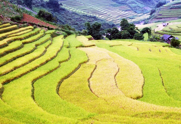 Ngắm "mùa thu vàng" trên Mù Cang Chải ảnh 2 Ngắm "mùa thu vàng" trên Mù Cang Chải ảnh 2