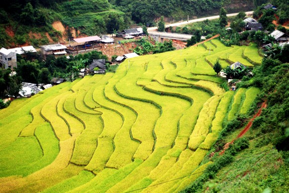 Ngắm "mùa thu vàng" trên Mù Cang Chải ảnh 4 Ngắm "mùa thu vàng" trên Mù Cang Chải ảnh 4
