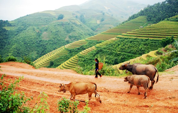 Ngắm "mùa thu vàng" trên Mù Cang Chải ảnh 6 Ngắm "mùa thu vàng" trên Mù Cang Chải ảnh 6