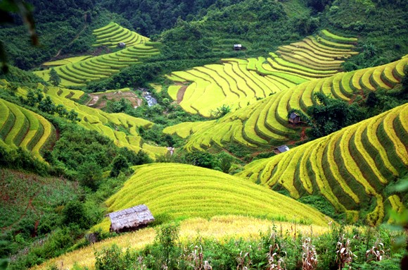 Ngắm "mùa thu vàng" trên Mù Cang Chải ảnh 5 Ngắm "mùa thu vàng" trên Mù Cang Chải ảnh 5