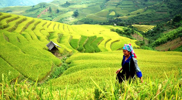 Ngắm "mùa thu vàng" trên Mù Cang Chải ảnh 9 Ngắm "mùa thu vàng" trên Mù Cang Chải ảnh 9
