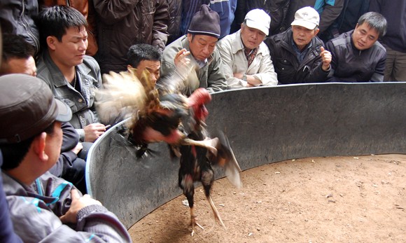 Lễ hội chọi gà thành sới bạc công khai ảnh 5 Lễ hội chọi gà thành sới bạc công khai ảnh 5