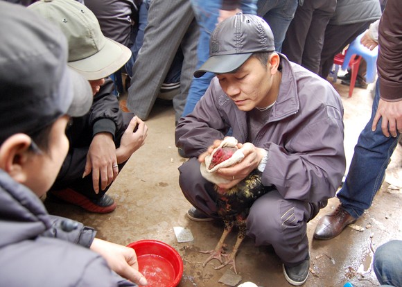 Lễ hội chọi gà thành sới bạc công khai ảnh 10 Lễ hội chọi gà thành sới bạc công khai ảnh 10
