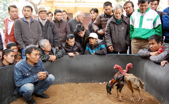 Lễ hội chọi gà thành sới bạc công khai ảnh 8 Lễ hội chọi gà thành sới bạc công khai ảnh 8