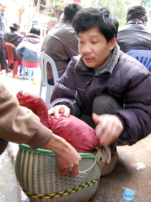 Lễ hội chọi gà thành sới bạc công khai ảnh 15 Lễ hội chọi gà thành sới bạc công khai ảnh 15