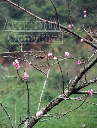 Sa Pa tràn ngập sắc hoa đào trong nắng thu ảnh 2 Sa Pa tràn ngập sắc hoa đào trong nắng thu ảnh 2