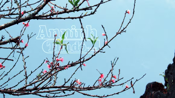 Sa Pa tràn ngập sắc hoa đào trong nắng thu ảnh 3 Sa Pa tràn ngập sắc hoa đào trong nắng thu ảnh 3
