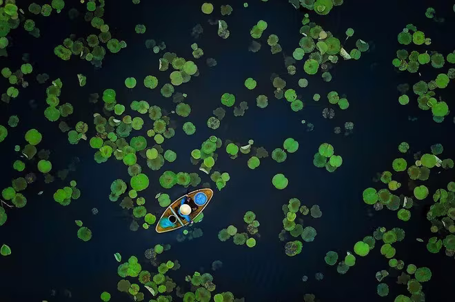 Bức ảnh chụp đầm sen của Vũ Mạnh Cường Bức ảnh chụp đầm sen của Vũ Mạnh Cường