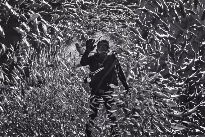 &quot;Cùng đàn cá&quot; - Từ Thế Duy đoạt HCV VAPA thể loại Ảnh đơn sắc