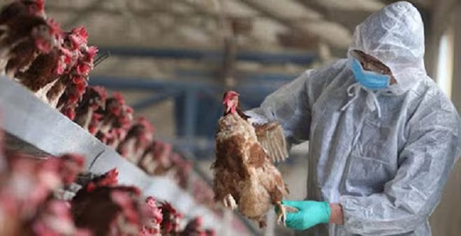 WHO và FAO cùng cảnh báo về nguy cơ dịch cúm A/H5N8 lây sang người WHO và FAO cùng cảnh báo về nguy cơ dịch cúm A/H5N8 lây sang người