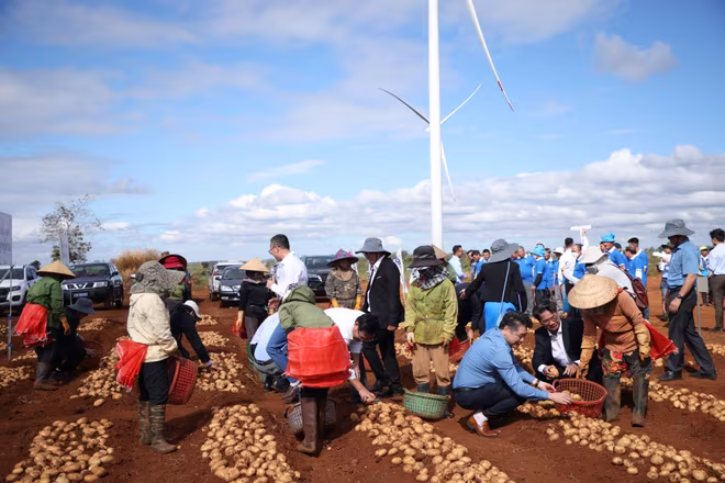 Các đại biểu tham gia thu hoạch khoai tây cùng bà con nông dân Các đại biểu tham gia thu hoạch khoai tây cùng bà con nông dân