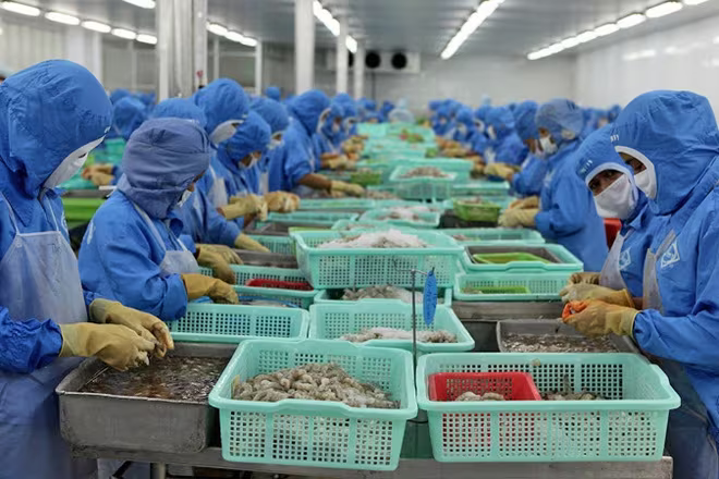 Xuất khẩu tôm tăng mạnh nhất từ trước tới nay nhờ EVFTA Xuất khẩu tôm tăng mạnh nhất từ trước tới nay nhờ EVFTA