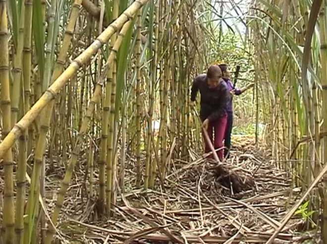 Người trồng mía đang điêu đứng vì đường nhập khẩu giá rẻ tràn vào Người trồng mía đang điêu đứng vì đường nhập khẩu giá rẻ tràn vào