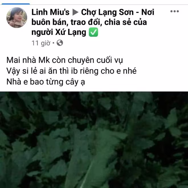 Công khai rao bán cây thuốc phiện trên mạng xã hội Công khai rao bán cây thuốc phiện trên mạng xã hội