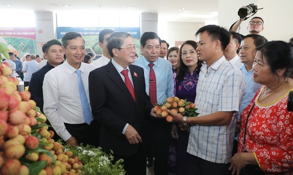 Bắc Giang được mùa vải thiều năm 2025 Bắc Giang được mùa vải thiều năm 2025