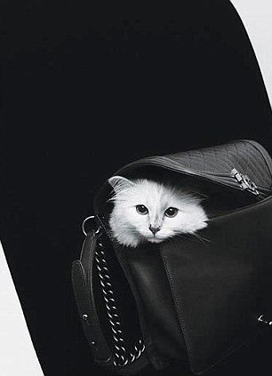 Nhà thiết kế thời trang nổi tiếng muốn kết hôn với ... mèo ảnh 6 Nhà thiết kế thời trang nổi tiếng muốn kết hôn với ... mèo ảnh 6