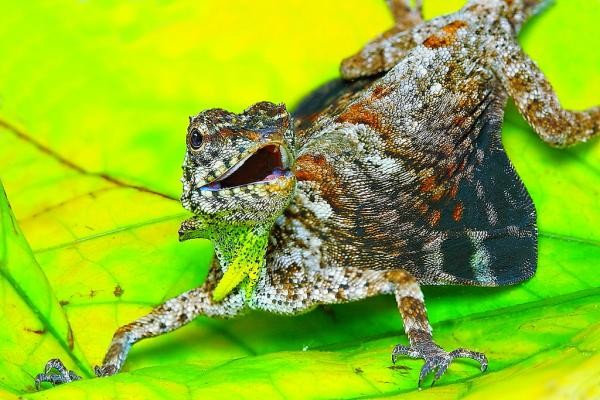 Thú vị loài thằn lằn biết bay ở Đông Nam Á ảnh 5 Thú vị loài thằn lằn biết bay ở Đông Nam Á ảnh 5