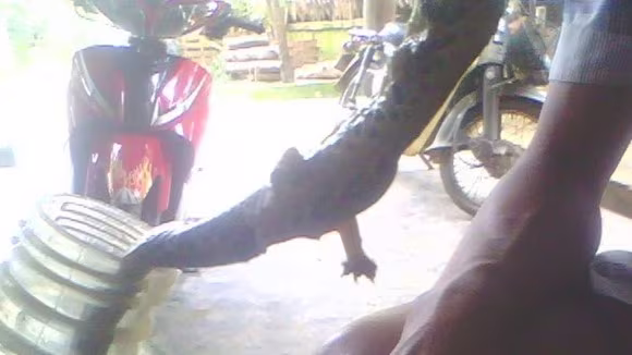 Loài rắn lạ đang gây tò mò cho người dân Loài rắn lạ đang gây tò mò cho người dân