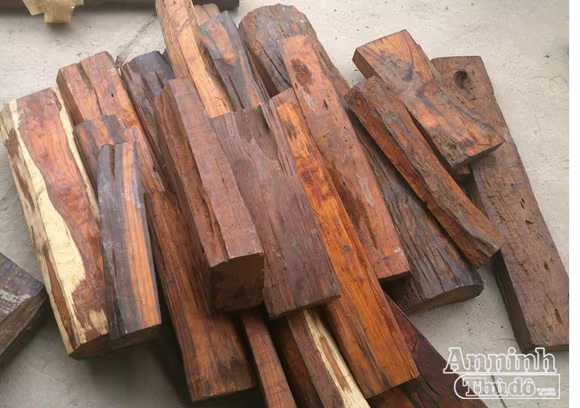 Gỗ quý, rắn biển "đi" máy bay ảnh 3 Gỗ quý, rắn biển "đi" máy bay ảnh 3