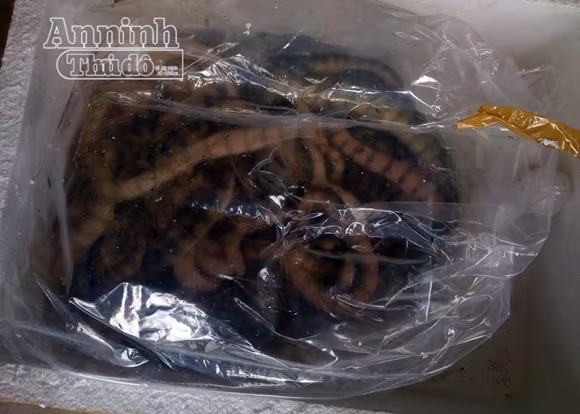 Gỗ quý, rắn biển "đi" máy bay ảnh 7 Gỗ quý, rắn biển "đi" máy bay ảnh 7