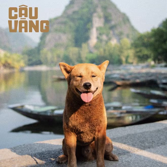 Hình ảnh chú chó vào vai Cậu Vàng được chia sẻ trên trang Fanpage phim Hình ảnh chú chó vào vai Cậu Vàng được chia sẻ trên trang Fanpage phim