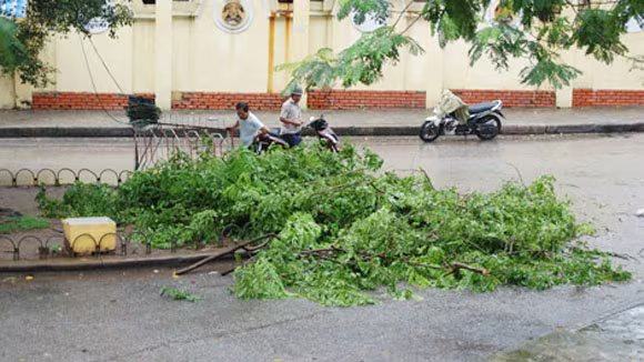 “Sưa tặc” tiếp tục lộng hành trong mưa bão ảnh 1 “Sưa tặc” tiếp tục lộng hành trong mưa bão ảnh 1