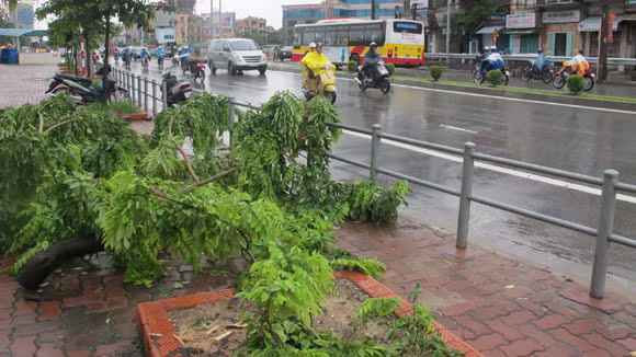 “Sưa tặc” tiếp tục lộng hành trong mưa bão ảnh 2 “Sưa tặc” tiếp tục lộng hành trong mưa bão ảnh 2