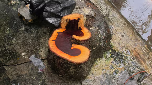 “Sưa tặc” tiếp tục lộng hành trong mưa bão ảnh 3 “Sưa tặc” tiếp tục lộng hành trong mưa bão ảnh 3