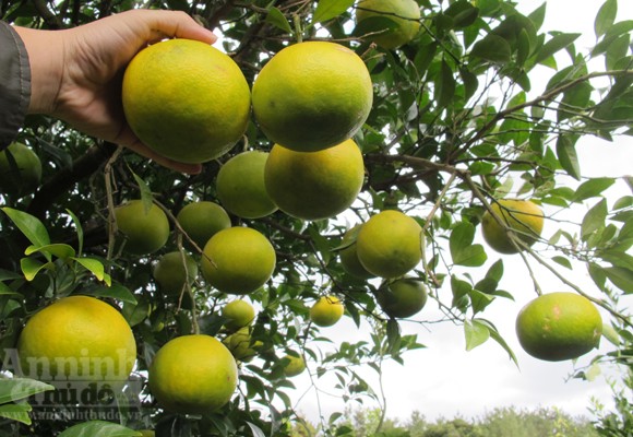 Ngỡ ngàng lạc vào vườn quýt “khủng” ảnh 10 Ngỡ ngàng lạc vào vườn quýt “khủng” ảnh 10