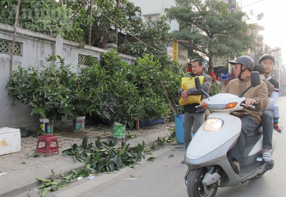 Lộc lá "xuống đường", đợi đón Giao thừa ảnh 2 Lộc lá "xuống đường", đợi đón Giao thừa ảnh 2