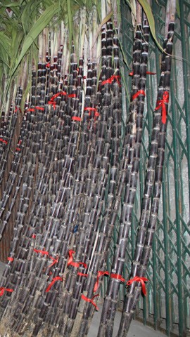 Lộc lá "xuống đường", đợi đón Giao thừa ảnh 4 Lộc lá "xuống đường", đợi đón Giao thừa ảnh 4