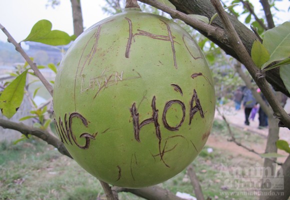 Đào tiên nhà chùa tan nát vì… lời tỏ tình ảnh 3 Đào tiên nhà chùa tan nát vì… lời tỏ tình ảnh 3