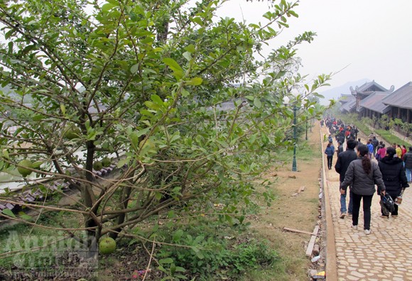 Đào tiên nhà chùa tan nát vì… lời tỏ tình ảnh 10 Đào tiên nhà chùa tan nát vì… lời tỏ tình ảnh 10