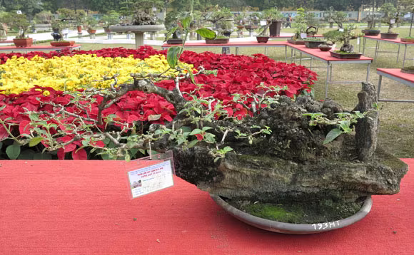 Ngỡ ngàng "lạc" vào vườn cây cảnh bạc tỉ ảnh 10 Ngỡ ngàng "lạc" vào vườn cây cảnh bạc tỉ ảnh 10